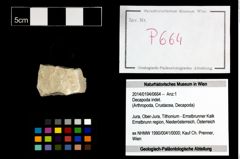 Foto (Objekt + Etikett) von Decapoda indet.  (NHMW-GEO-2014-0194-0664)